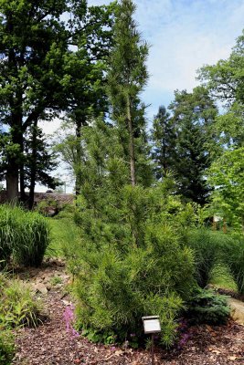 Sciadopitys verticillata - pajehličník přeslenatý - celek